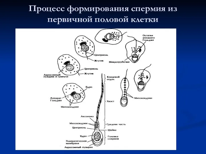 Процесс формирования спермия из первичной половой клетки