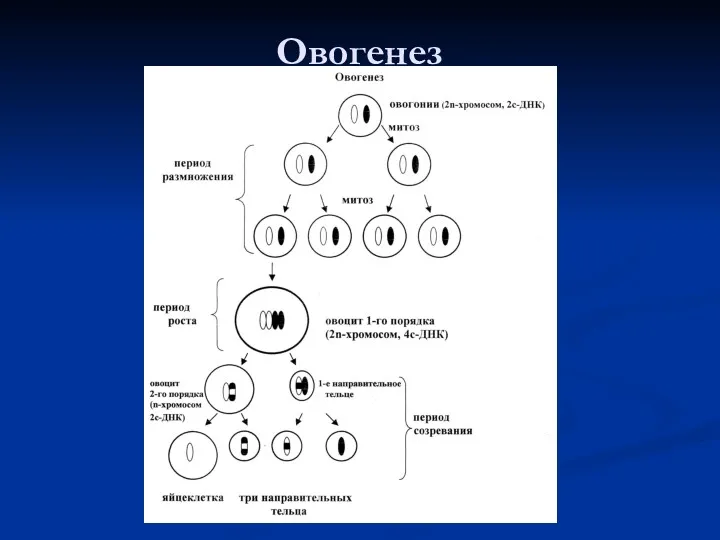 Овогенез