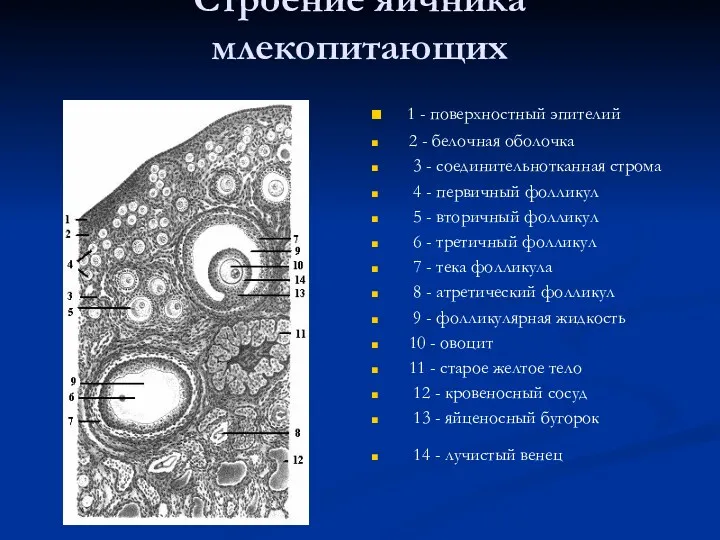 Строение яичника млекопитающих 1 - поверхностный эпителий 2 - белочная