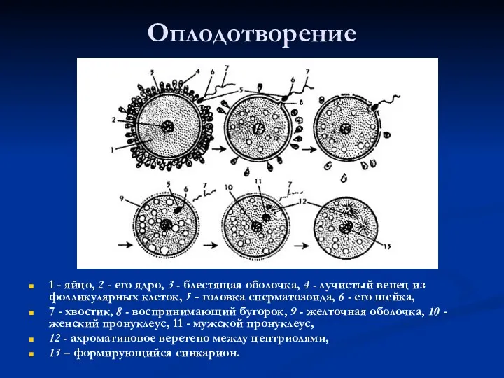 Оплодотворение 1 - яйцо, 2 - его ядро, 3 -