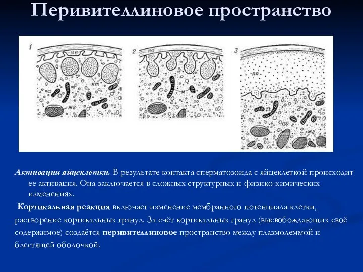 Перивителлиновое пространство Активации яйцеклетки. В результате контакта сперматозоида с яйцеклеткой