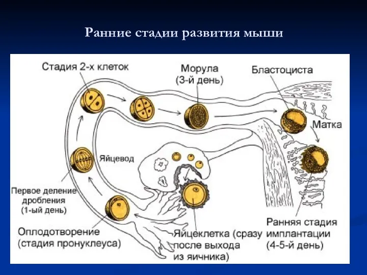 Ранние стадии развития мыши