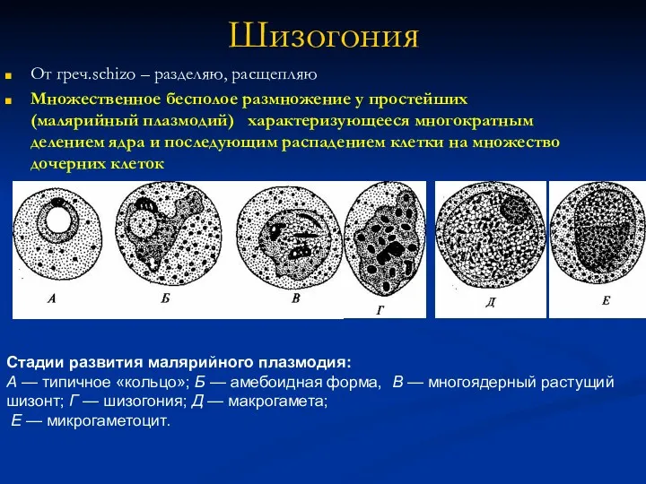 Шизогония От греч.schizo – разделяю, расщепляю Множественное бесполое размножение у