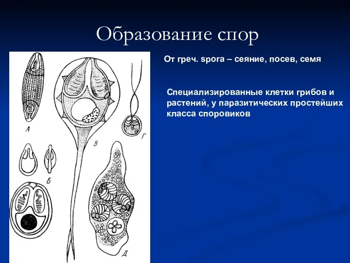 Образование спор От греч. spora – сеяние, посев, семя Специализированные