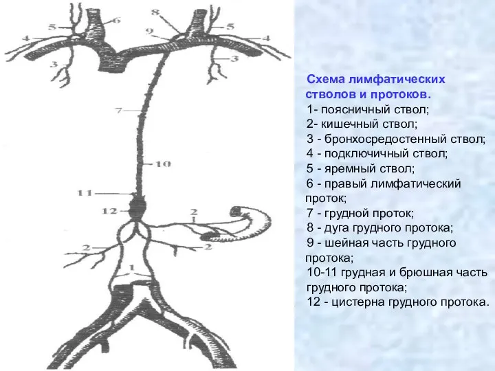 Схема лимфатических стволов и протоков. 1- поясничный ствол; 2- кишечный