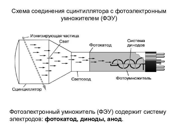 Схема соединения сцинтиллятора с фотоэлектронным умножителем (ФЭУ) Фотоэлектронный умножитель (ФЭУ) содержит систему электродов: фотокатод, диноды, анод.