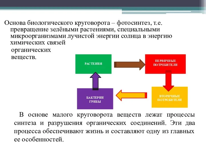 Основа биологического круговорота – фотосинтез, т.е. превращение зелёными растениями, специальными