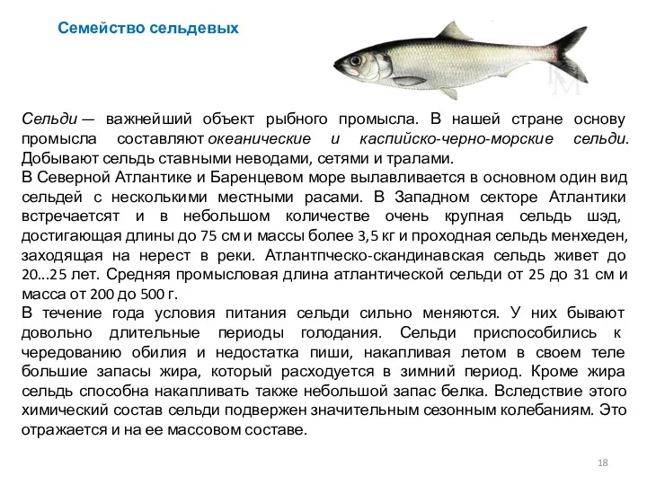 Сельди — важнейший объект рыбного промысла. В нашей стране основу