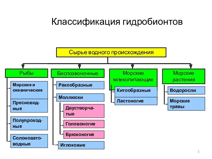 Классификация гидробионтов Рыбы Беспозвоночные Морские млекопитающие Морские растения Морские и