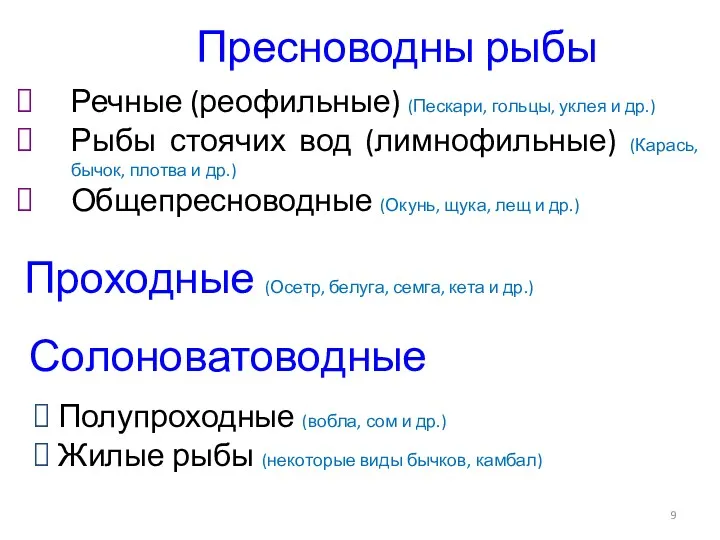 Пресноводны рыбы Речные (реофильные) (Пескари, гольцы, уклея и др.) Рыбы