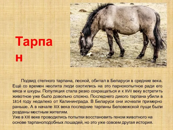 Тарпан Подвид степного тарпана, лесной, обитал в Беларуси в средние