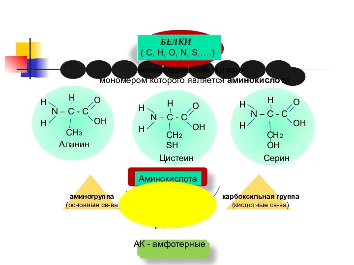 БЕЛКИ ( С, Н, О, N, S,….) непериодический полимер, мономером