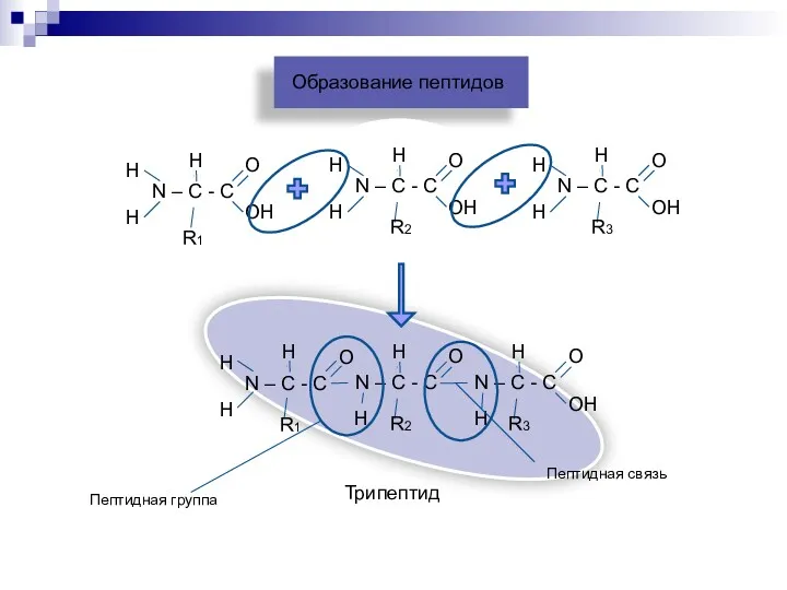 Образование пептидов R1 R2 R3 R1 R2 R3 Трипептид Пептидная связь Пептидная группа
