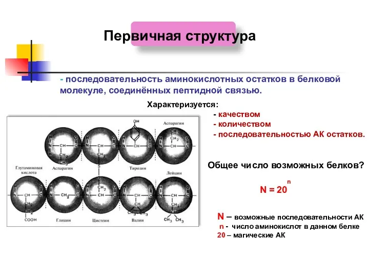 Первичная структура - последовательность аминокислотных остатков в белковой молекуле, соединённых