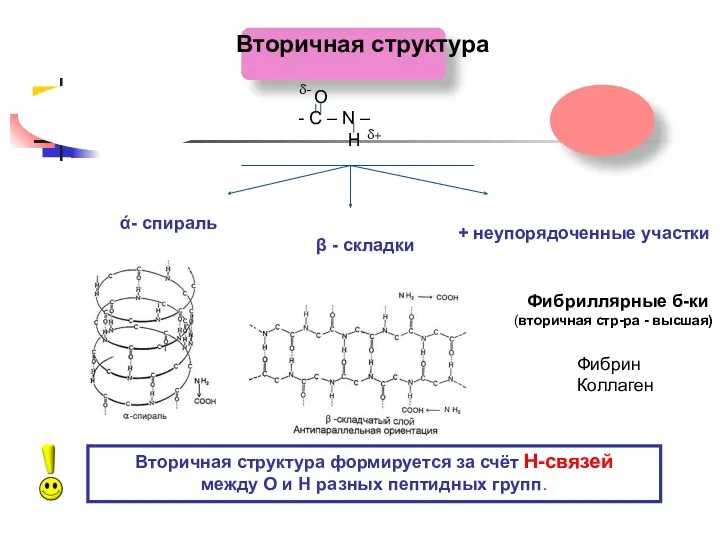 Вторичная структура О С – N – Н δ+ δ-