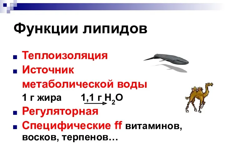 Функции липидов Теплоизоляция Источник метаболической воды 1 г жира 1,1