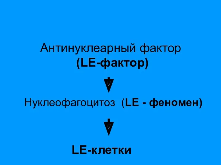 Антинуклеарный фактор (LE-фактор) Нуклеофагоцитоз (LE - феномен) LE-клетки