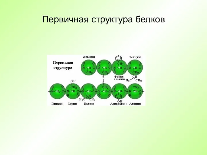 Первичная структура белков