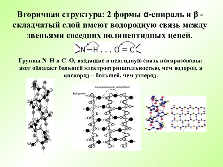 Вторичная структура: 2 формы α-спираль и β - складчатый слой