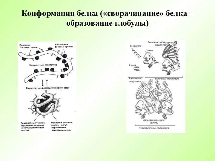 Конформация белка («сворачивание» белка – образование глобулы)