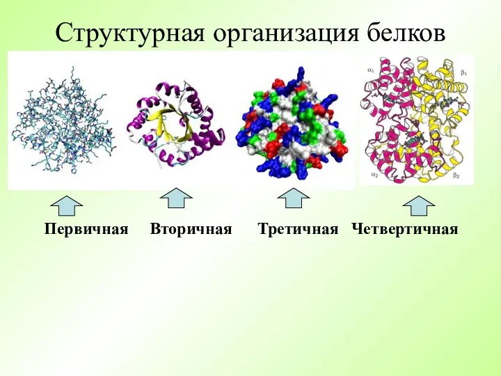 Структурная организация белков Первичная Вторичная Третичная Четвертичная
