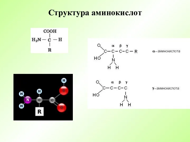 Структура аминокислот