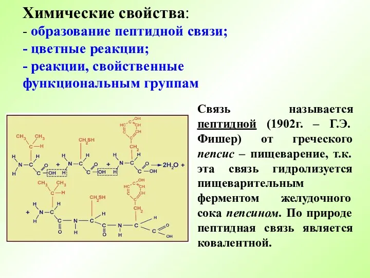 Химические свойства: - образование пептидной связи; - цветные реакции; -