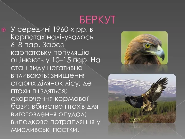 БЕРКУТ У середині 1960-х рр. в Карпатах налічувалось 6–8 пар.