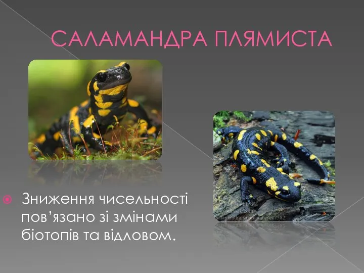 САЛАМАНДРА ПЛЯМИСТА Зниження чисельності пов’язано зі змінами біотопів та відловом.