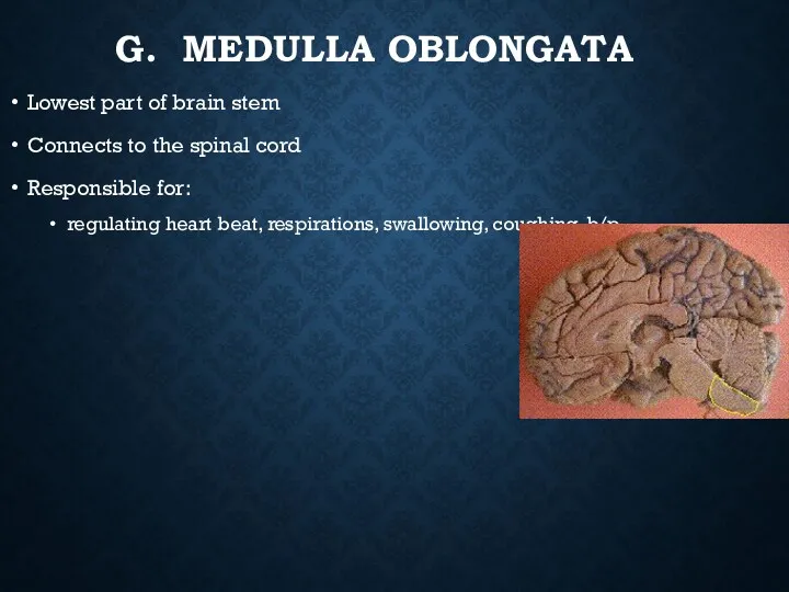 G. MEDULLA OBLONGATA Lowest part of brain stem Connects to