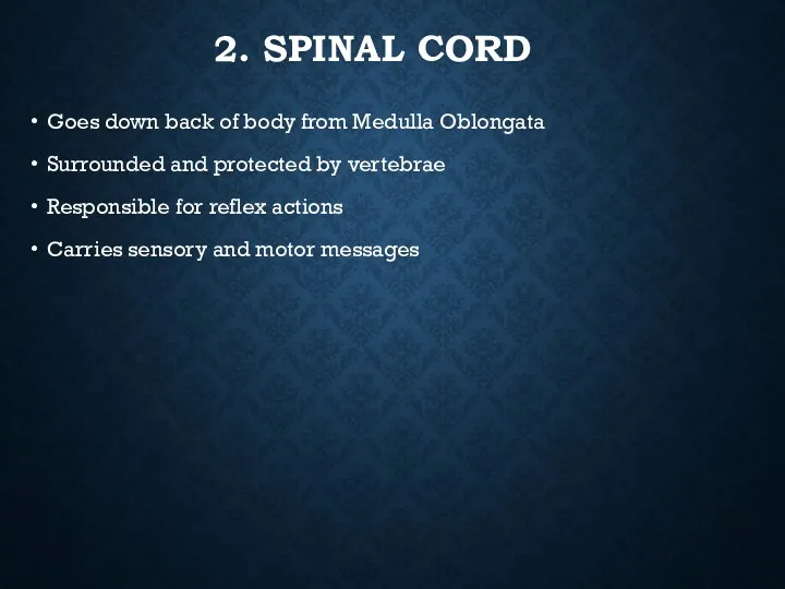 2. SPINAL CORD Goes down back of body from Medulla