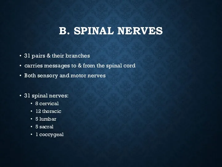 B. SPINAL NERVES 31 pairs & their branches carries messages