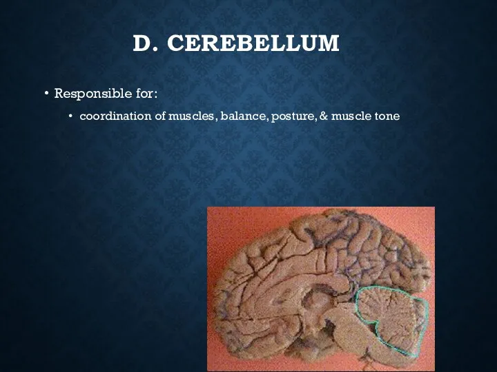 D. CEREBELLUM Responsible for: coordination of muscles, balance, posture, & muscle tone