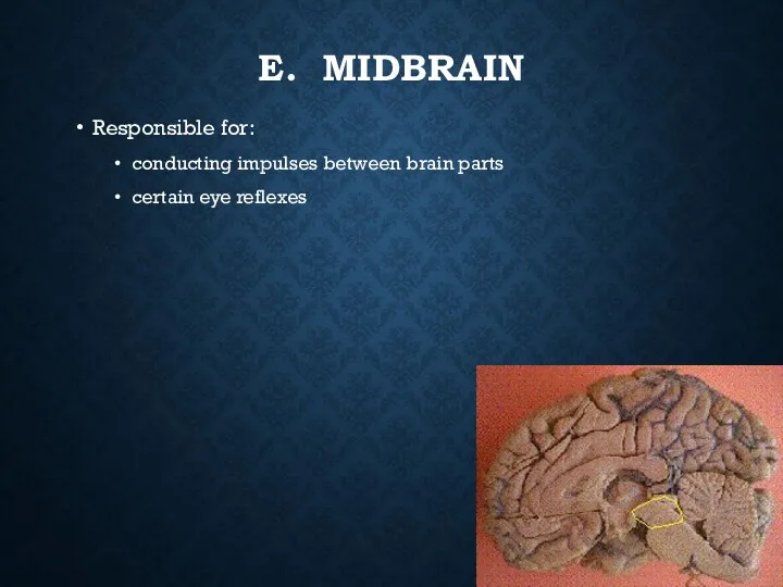 E. MIDBRAIN Responsible for: conducting impulses between brain parts certain eye reflexes