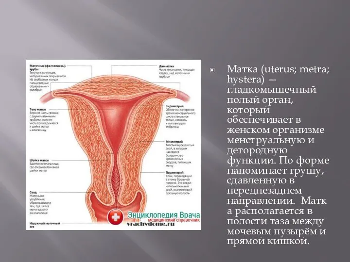 Матка (uterus; metra; hystera) — гладкомышечный полый орган, который обеспечивает в женском организме