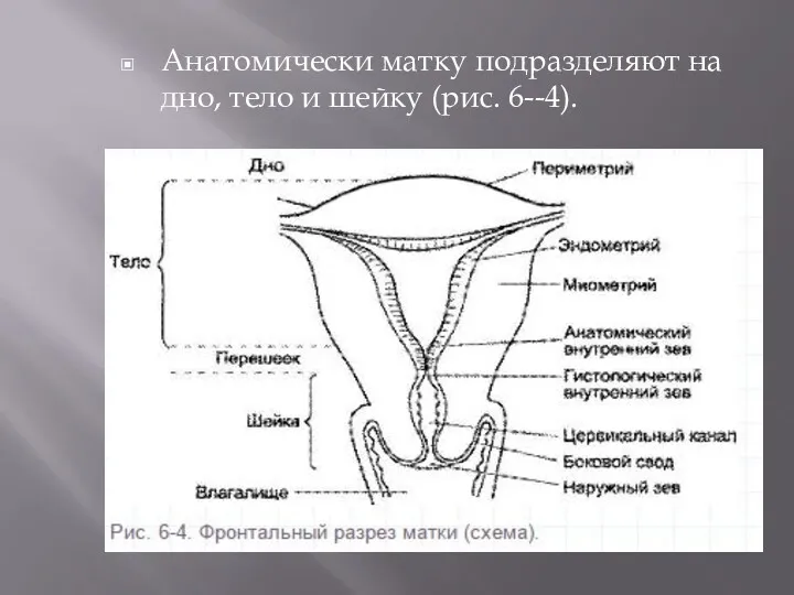 Анатомически матку подразделяют на дно, тело и шейку (рис. 6--4).
