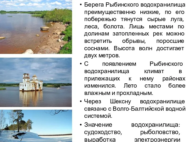 Берега Рыбинского водохранилища преимущественно низкие, по его побережью тянутся сырые луга, леса, болота.
