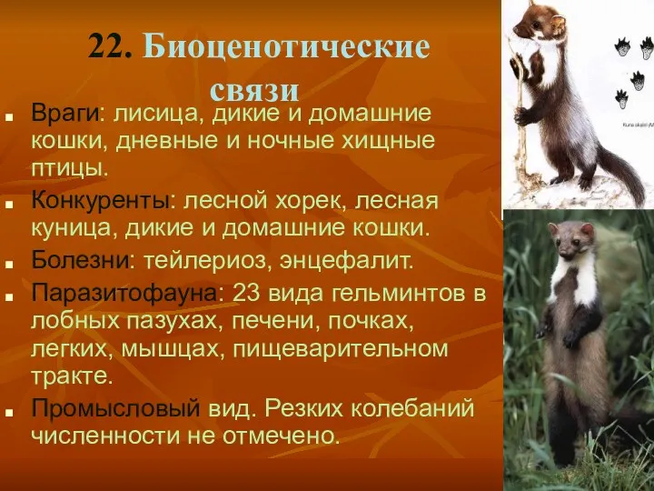 22. Биоценотические связи Враги: лисица, дикие и домашние кошки, дневные