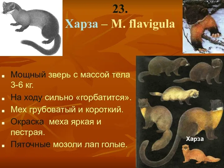 23. Харза – M. flavigula Мощный зверь с массой тела
