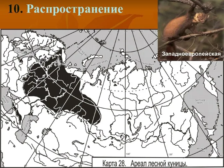 10. Распространение Западноевропейская