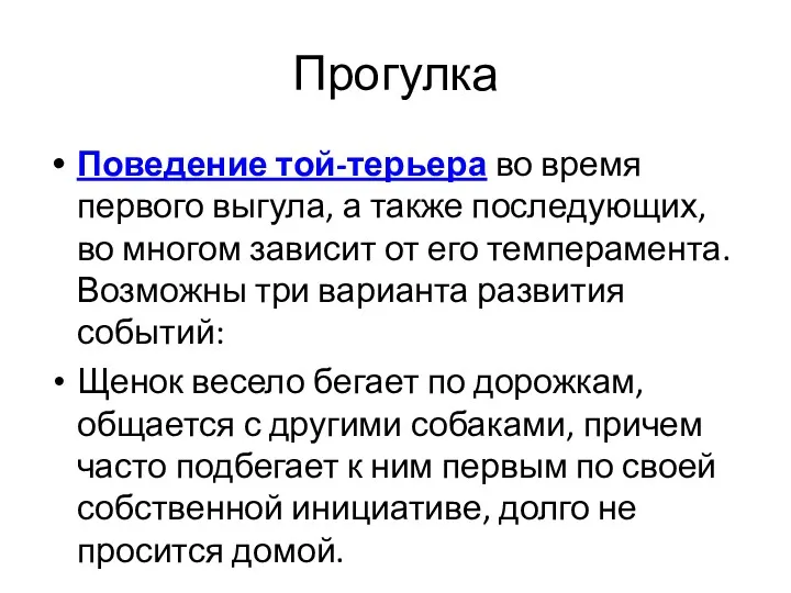 Прогулка Поведение той-терьера во время первого выгула, а также последующих,