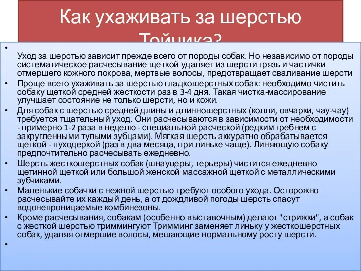 Как ухаживать за шерстью Тойчика? Уход за шерстью зависит прежде