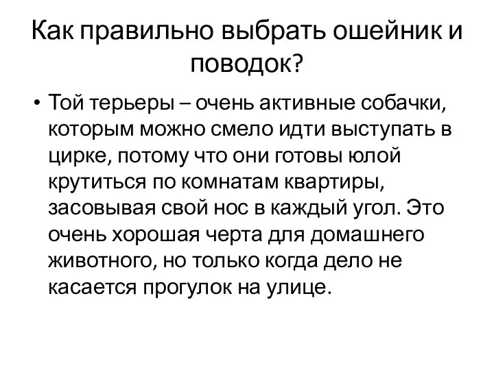 Как правильно выбрать ошейник и поводок? Той терьеры – очень