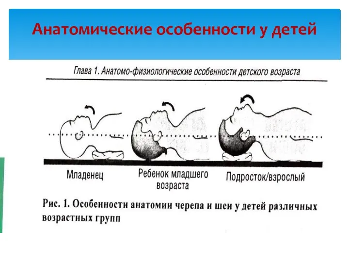 Анатомические особенности у детей