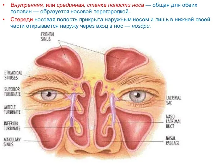 Внутренняя, или срединная, стенка полости носа — общая для обеих