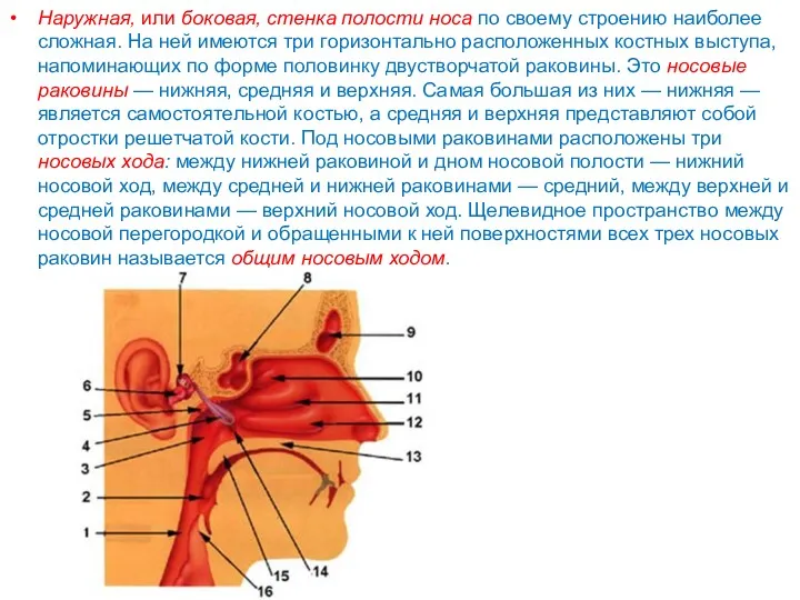 Наружная, или боковая, стенка полости носа по своему строению наиболее