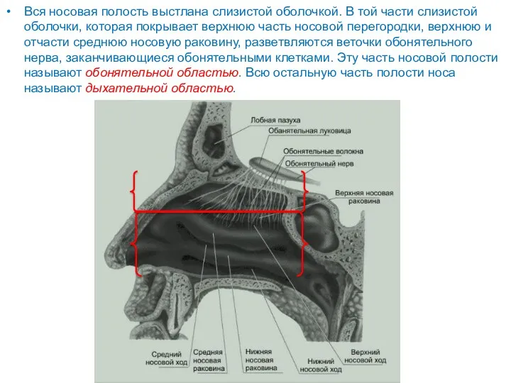 Вся носовая полость выстлана слизистой оболочкой. В той части слизистой