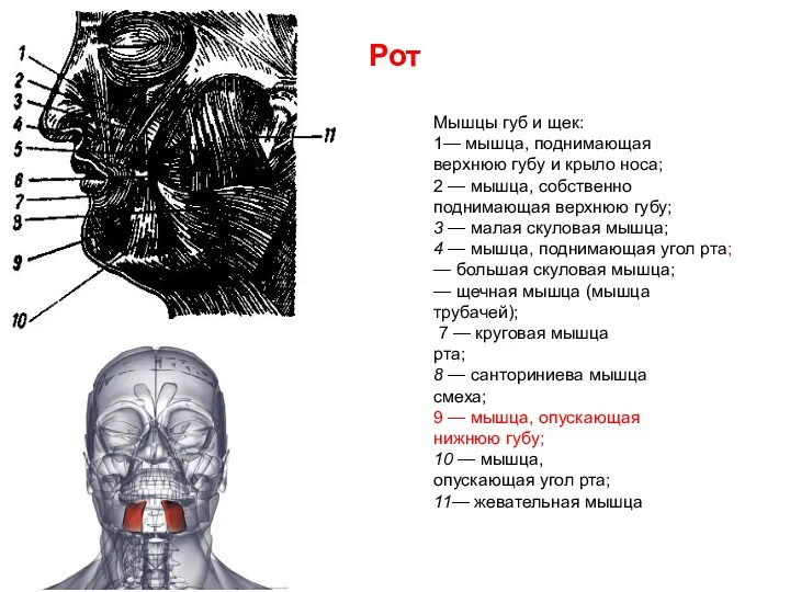 Рот Мышцы губ и щек: 1— мышца, поднимающая верхнюю губу