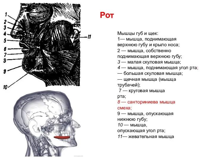 Рот Мышцы губ и щек: 1— мышца, поднимающая верхнюю губу