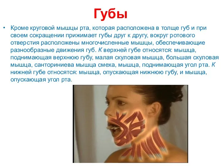 Губы Кроме круговой мышцы рта, которая расположена в толще губ